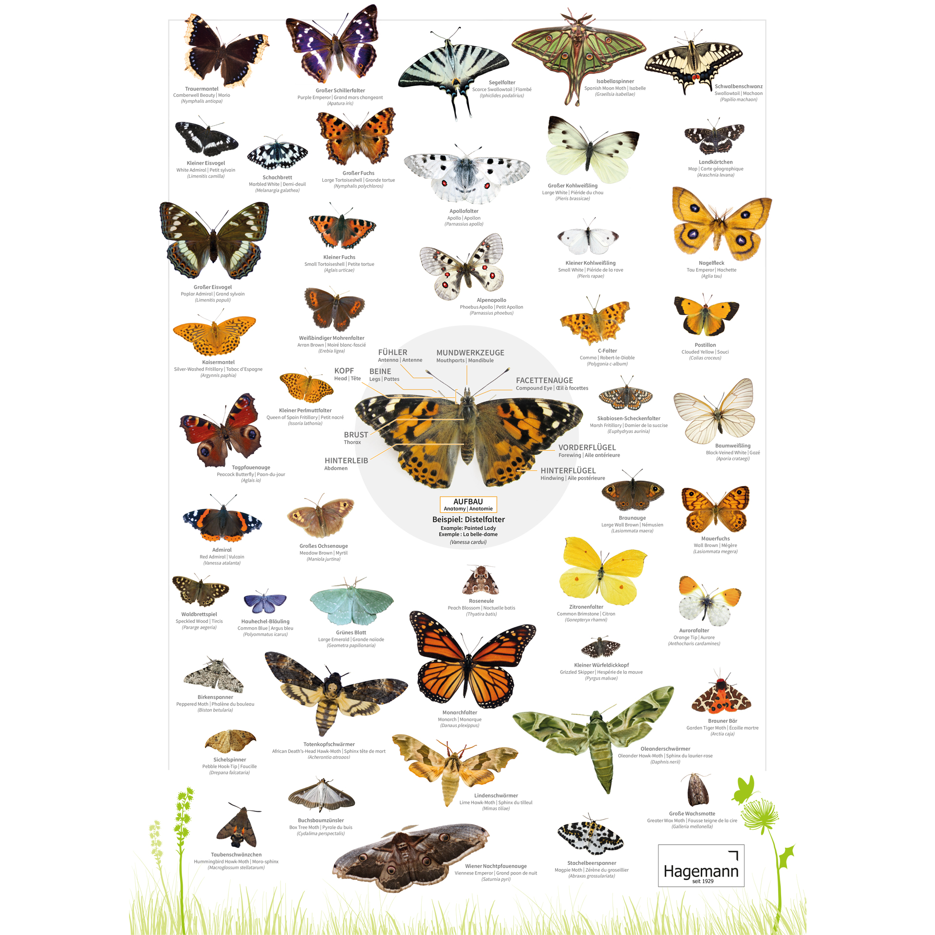 Hagemann Naturposter Schmetterlinge