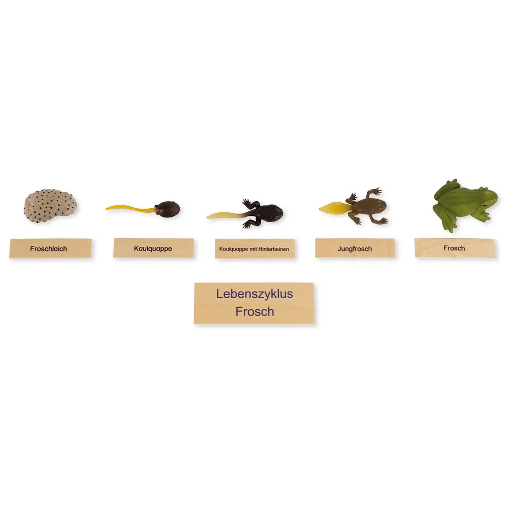 TimeTEX Lebenszyklus eines Frosches, in Holzbox "Montessori Premium"