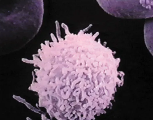 DVD-Lehrfilm Der Mensch: Der Kreislauf