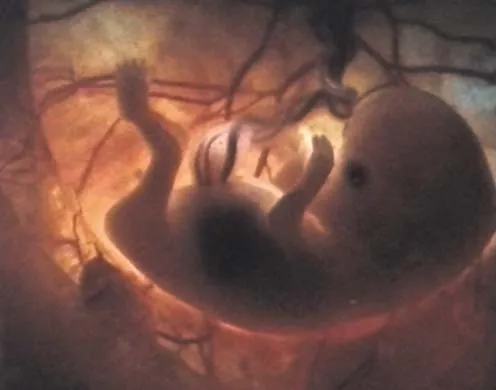 DVD-Lehrfilm Ein Leben entsteht - Zeugung, Entwicklung, Geburt