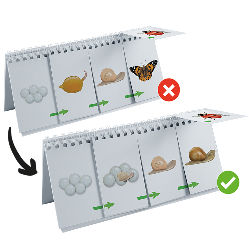 Hagemann Flipchart-Spiel Lebenszyklus Schmetterlinge, Bienen & Co