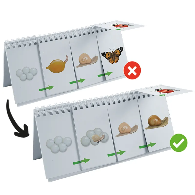 Hagemann Flipchart-Spiel Lebenszyklus Schmetterlinge, Bienen & Co