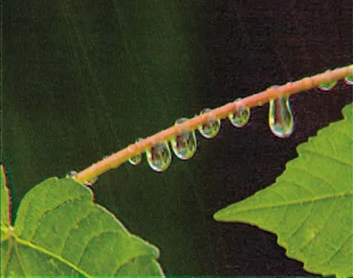 DVD-Lehrfilm Wasserkreislauf in der Natur