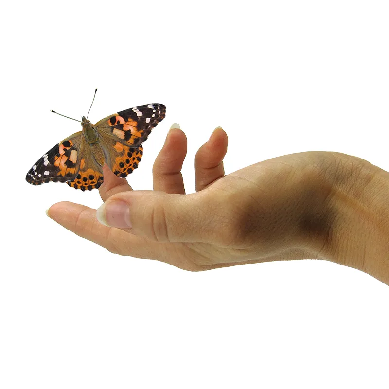 Hagemann Forscherkoffer Schmetterlings-Zucht