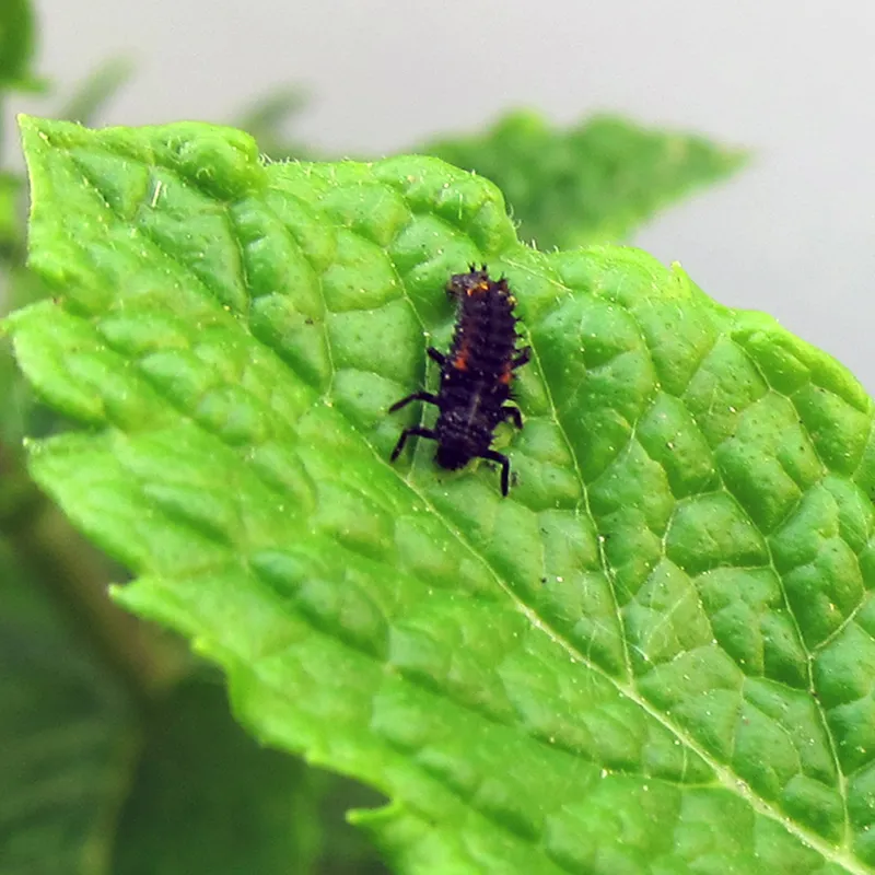 Hagemann Marienkäfer Zuchtset (mit Gutschein, 10-15 Larven)