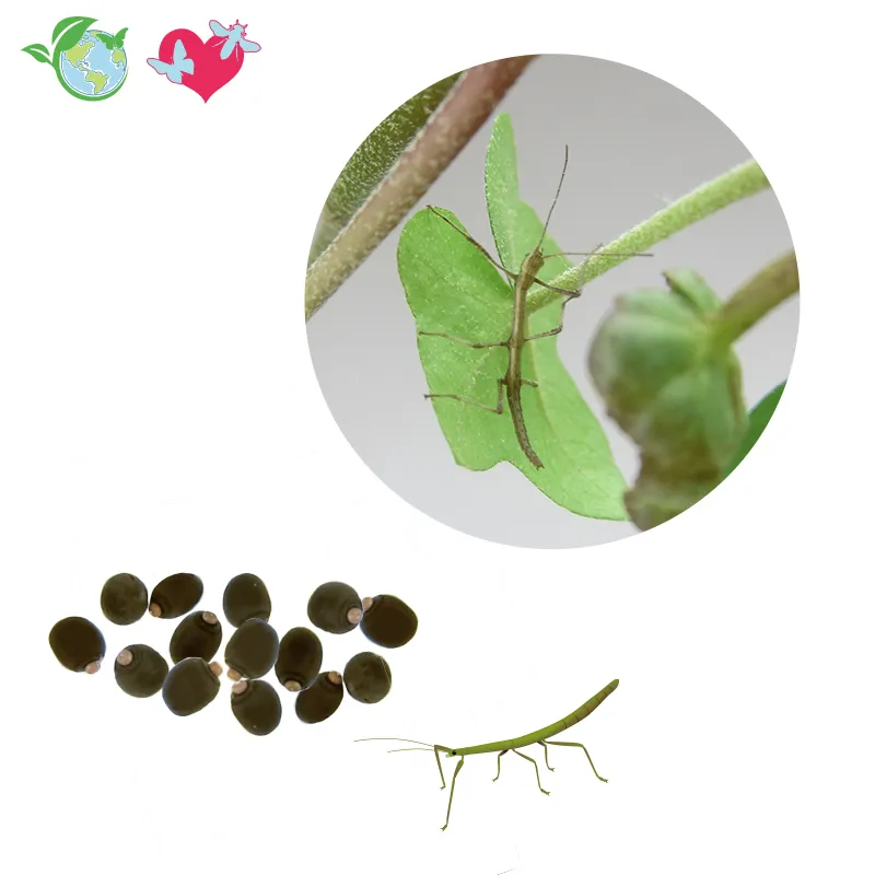 Hagemann Nachbestellung Stabschrecken (1 Jungtier und Eier)