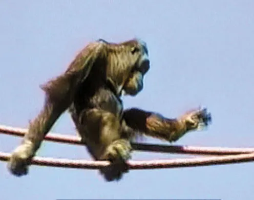 DVD-Lehrfilm Säugetiere