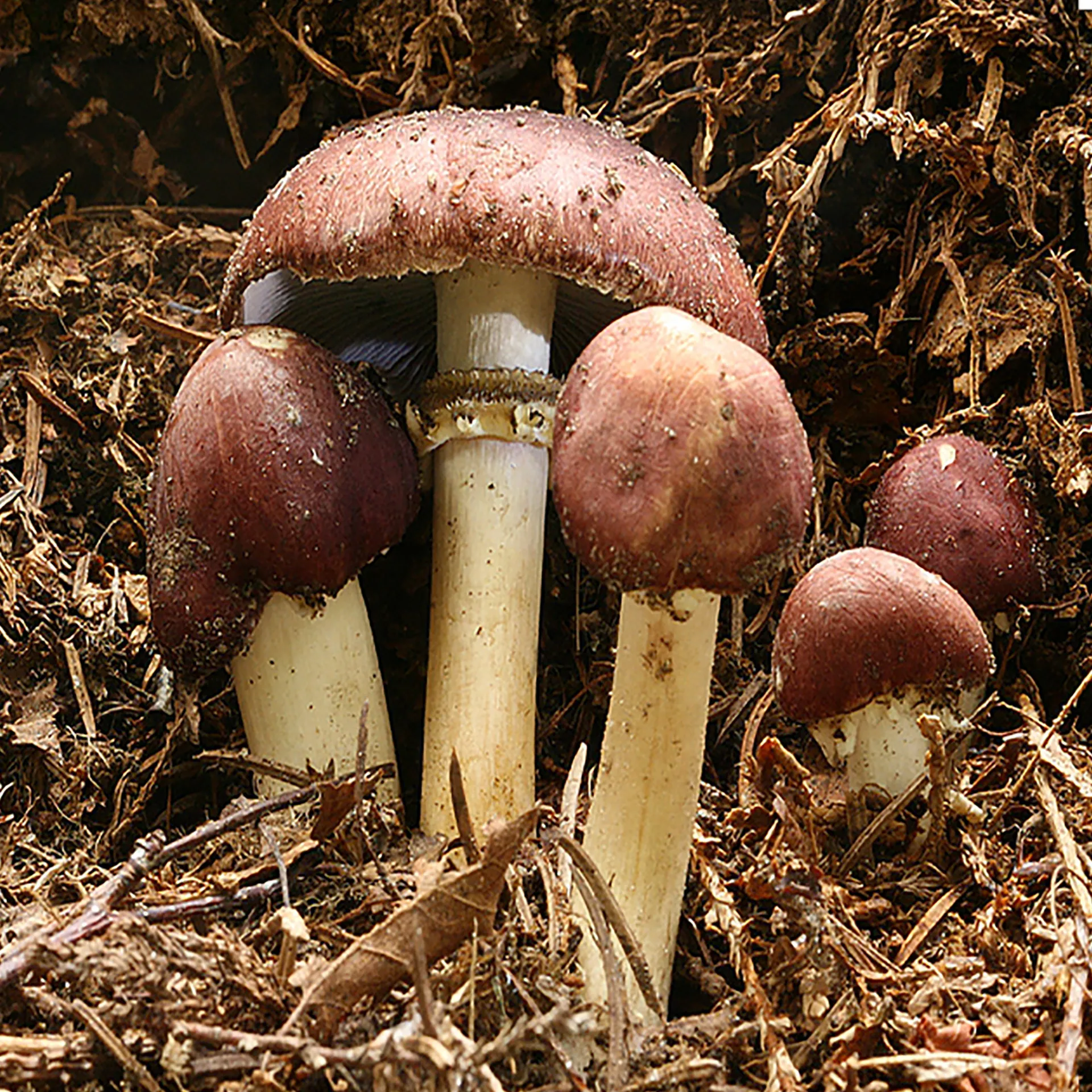 Hagemann Pilz-Zuchtset Braunkappe