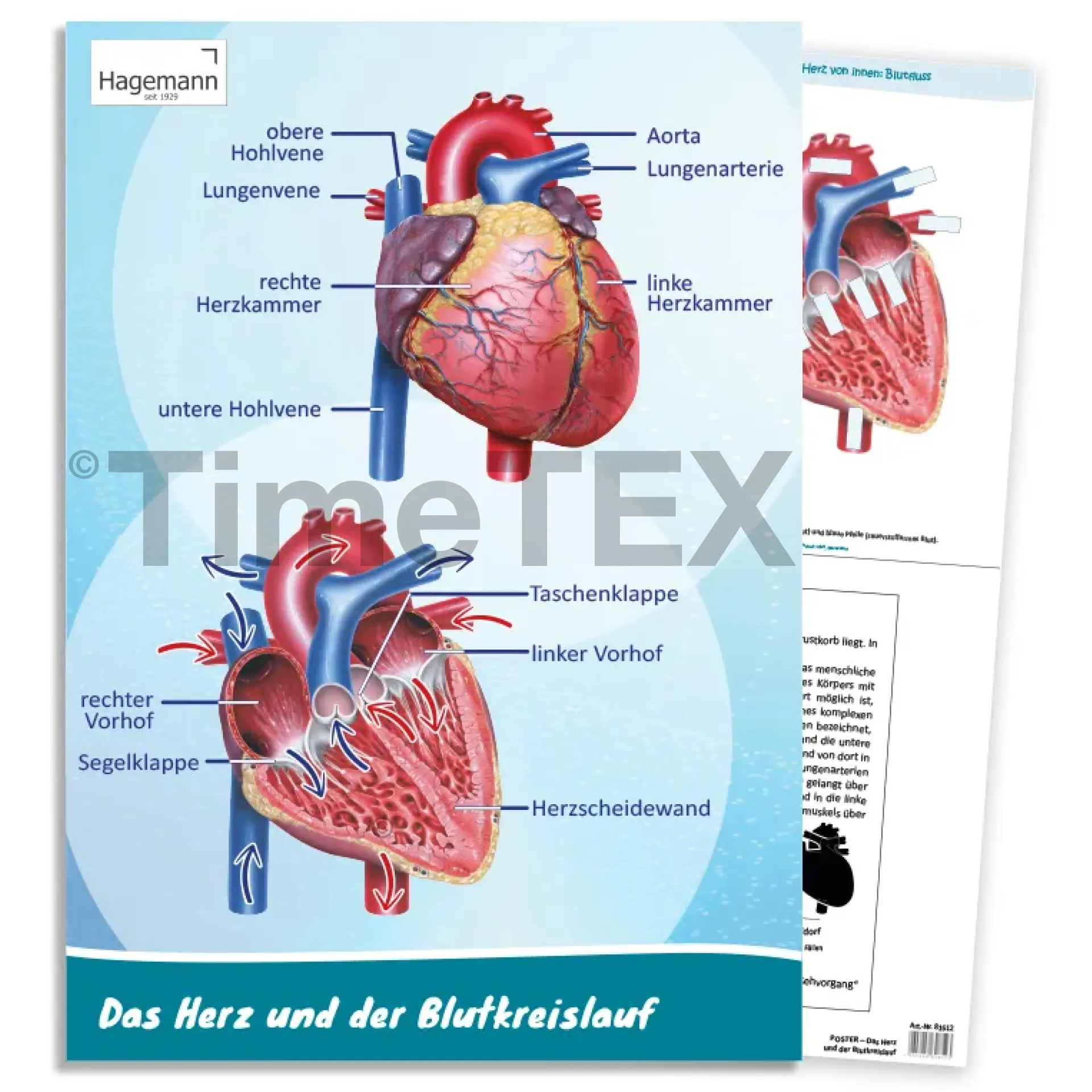 Hagemann Poster  Das Herz von innen und außen