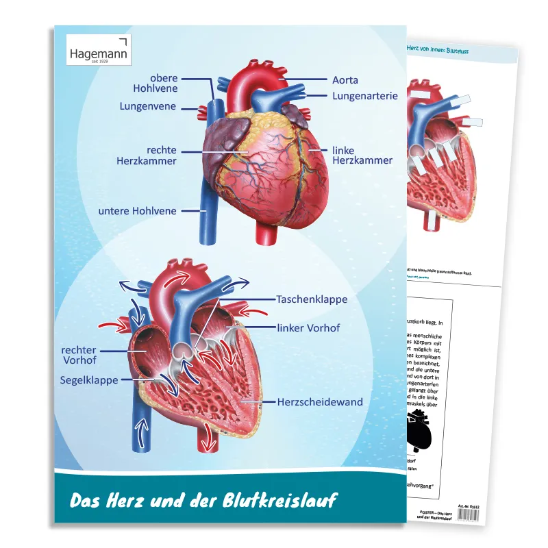 Hagemann Poster  Das Herz von innen und außen