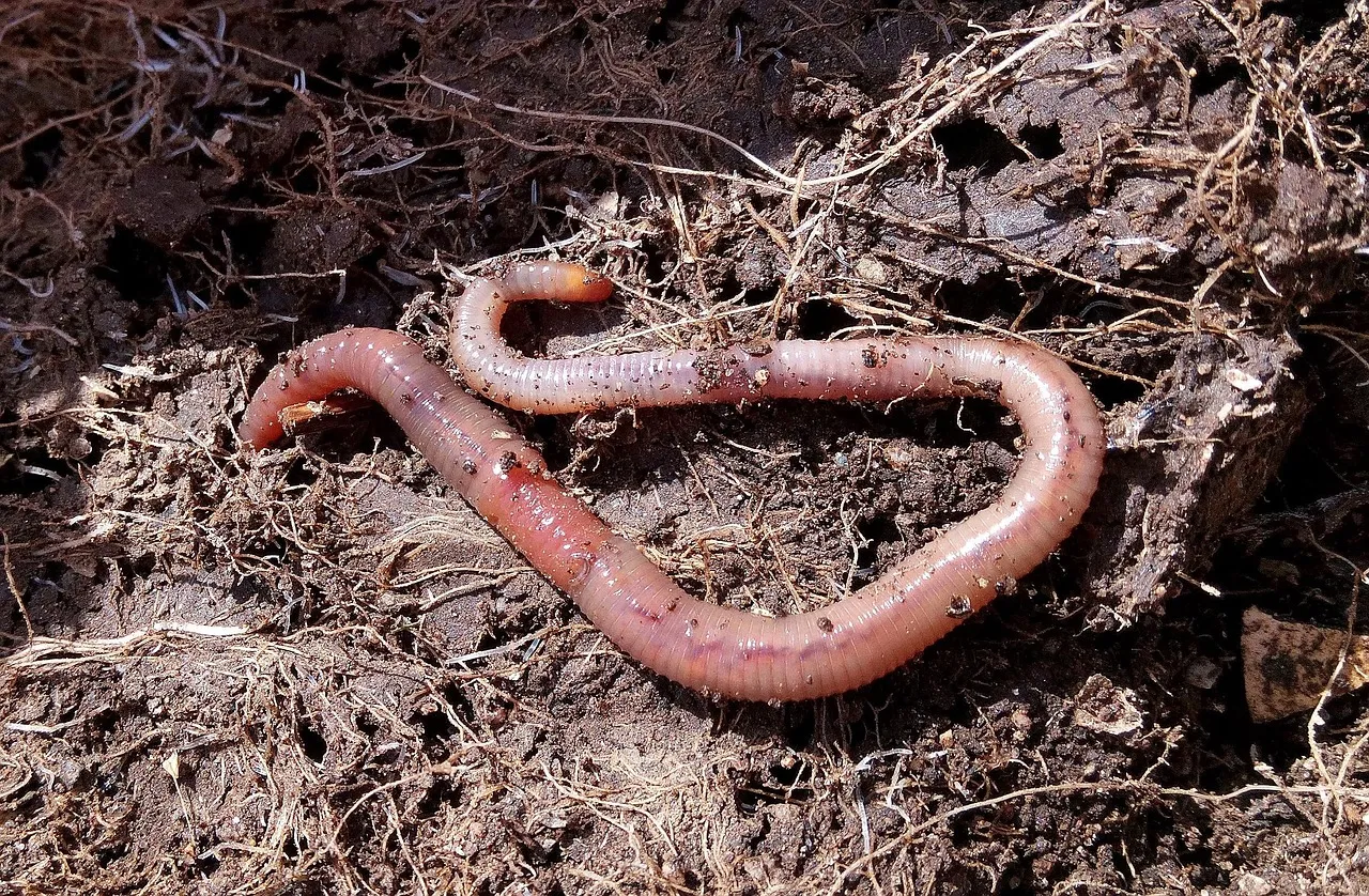 Wurm in Nahaufnahme liegt auf der Erde