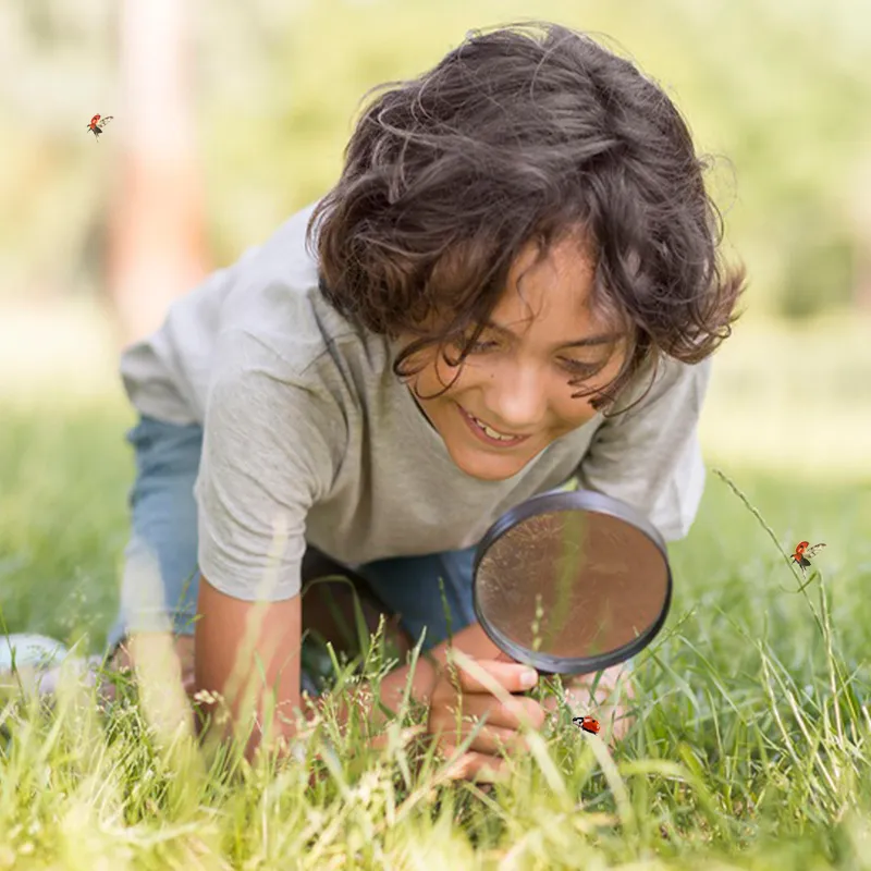 Hagemann Larven für Marienkäferzucht (10-15 Larven)