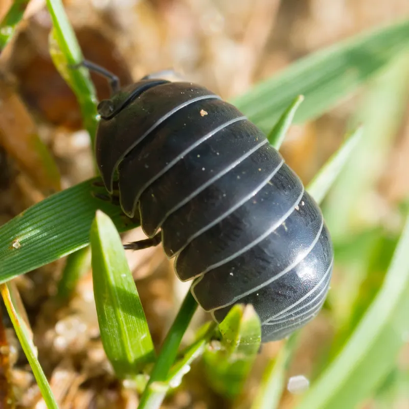 Hagemann Zuchtset Asseln