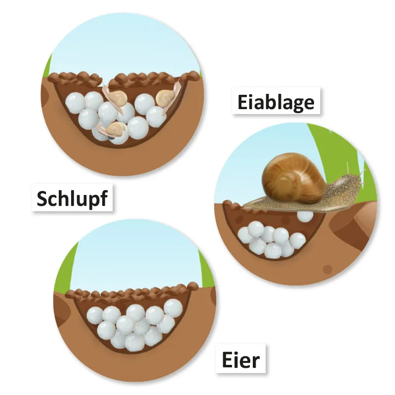 Hagemann Magnetbilder Leben und Lebenszyklus der Schnecke
