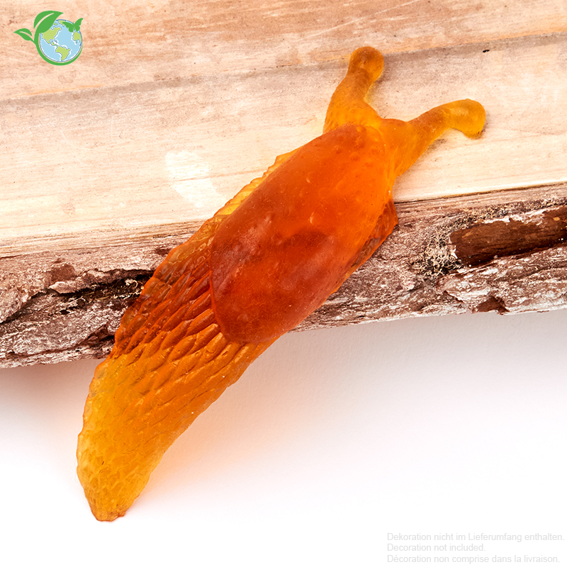 Modell Nacktschnecke