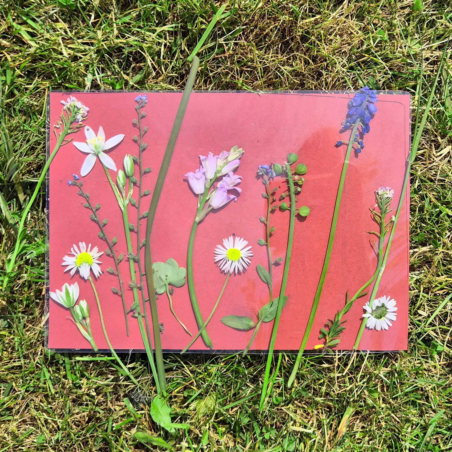 Farbiges Foto-Solarpapier DIN A 5 mit Fixierscheibe (pink, grün, gelb, rot), 16 Blatt