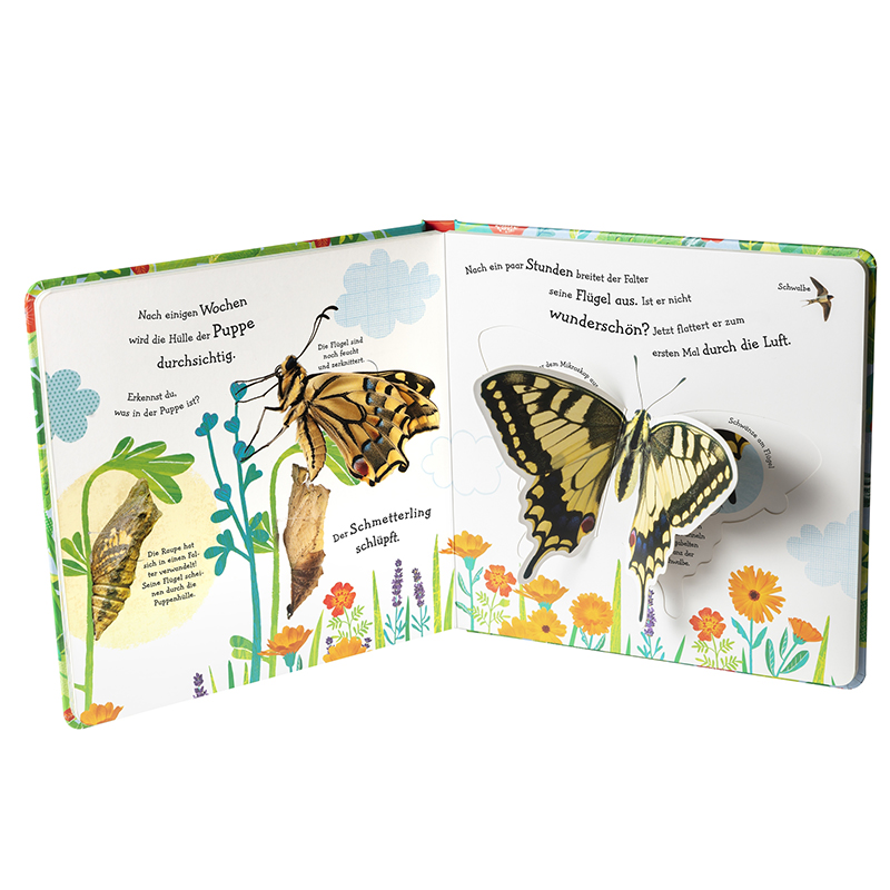 Wie wird die Raupe zum Schmetterling?