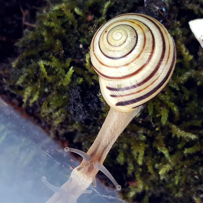 Hagemann Schnecken-Beobachtungs-Set