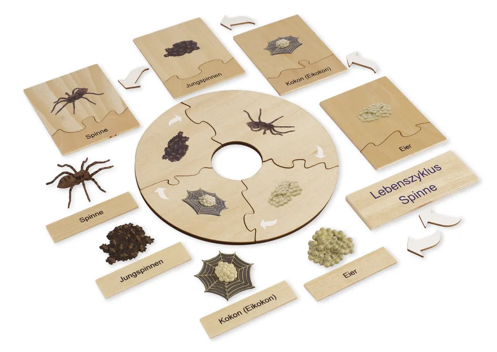 TimeTEX Lebenszyklus einer Spinne, in Holzbox "Montessori Premium"