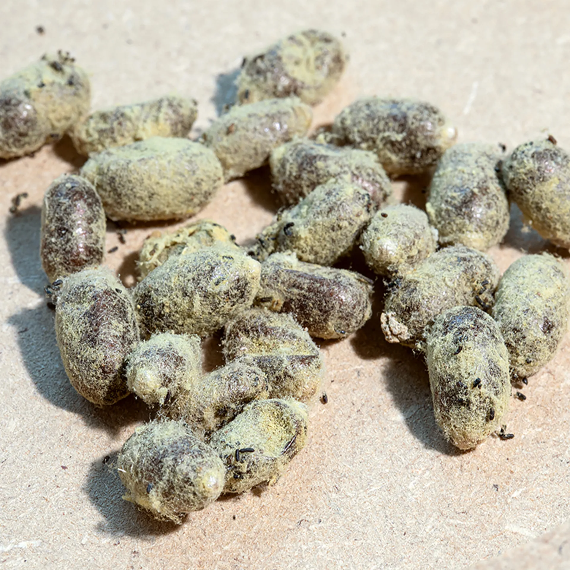 Hagemann Zuchtset Wildbienen, Gehörnte Mauerbiene (mit 50 Kokons)