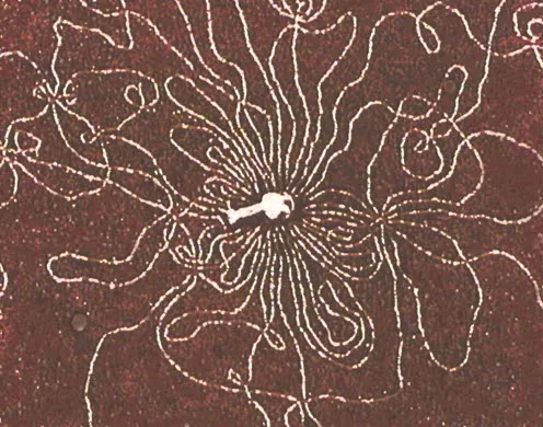 DVD-Lehrfilm Abenteuer genetischer Code