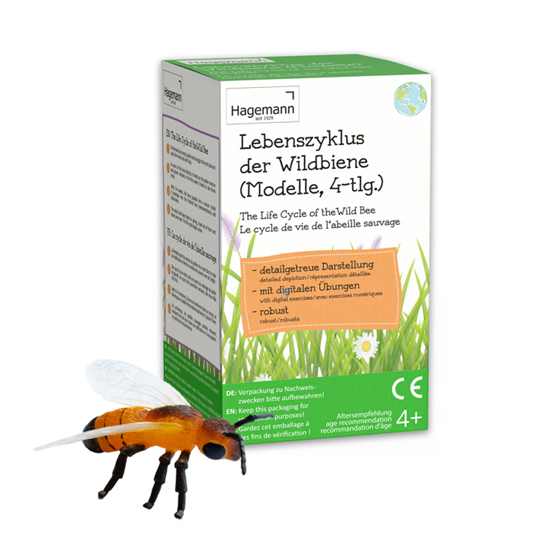 Lebenszyklus der Wildbiene (Modelle), 4-tlg.