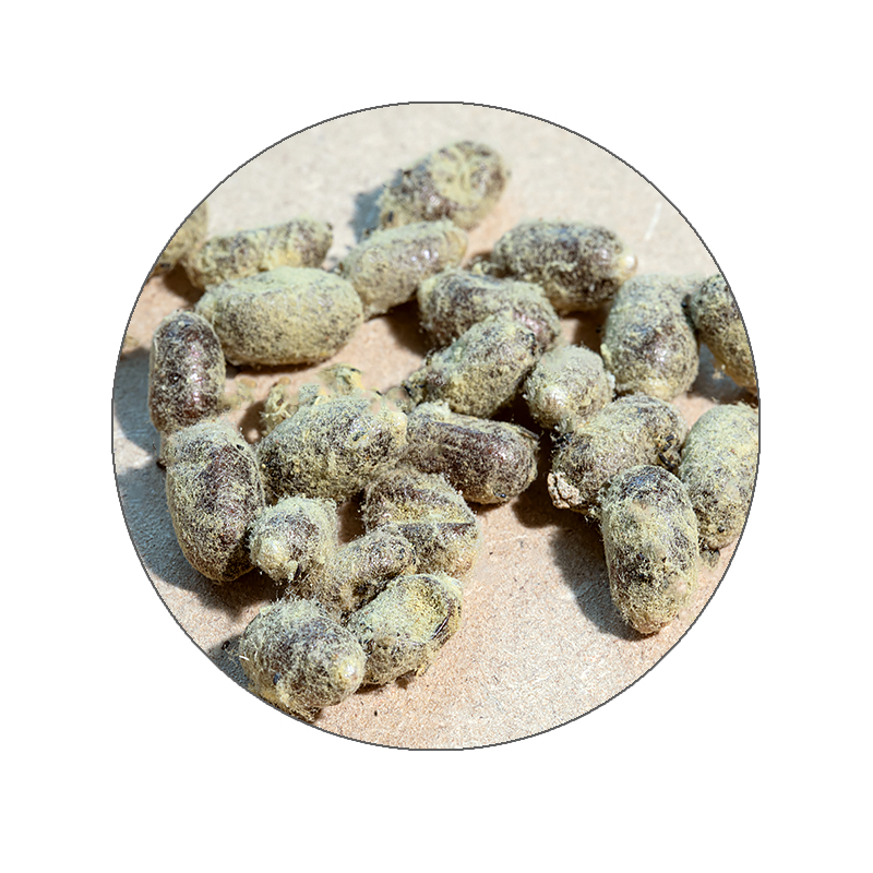 Hagemann Zuchtset Wildbienen, Gehörnte Mauerbiene (mit 50 Kokons)