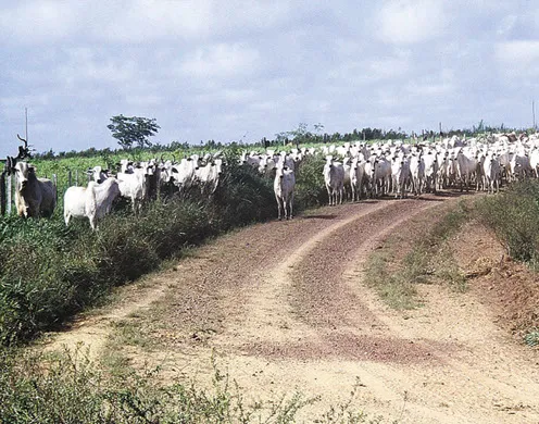 DVD-Lehrfilm Die tropischen Regenwälder