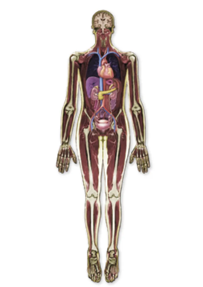 Menschen von innen: Körper