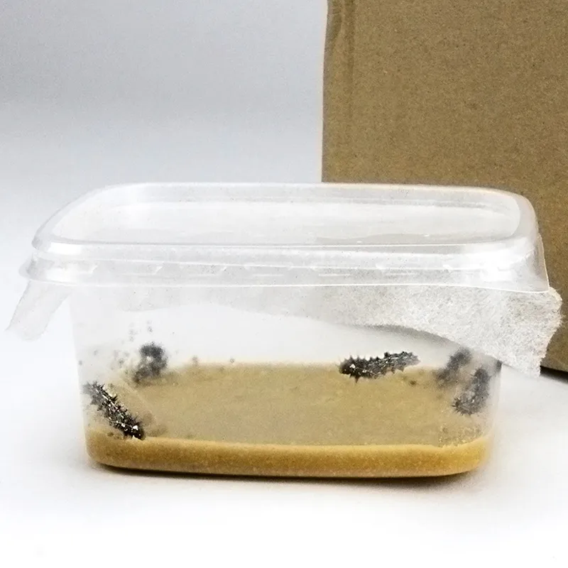 Hagemann Schmetterlings-Zuchtset, Starter (mit Gutschein, 5 Raupen)