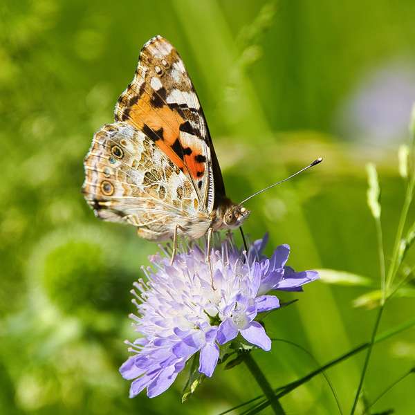Distelfalter seitlich auf einer Blüte