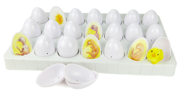 Entwicklungszyklus Küken