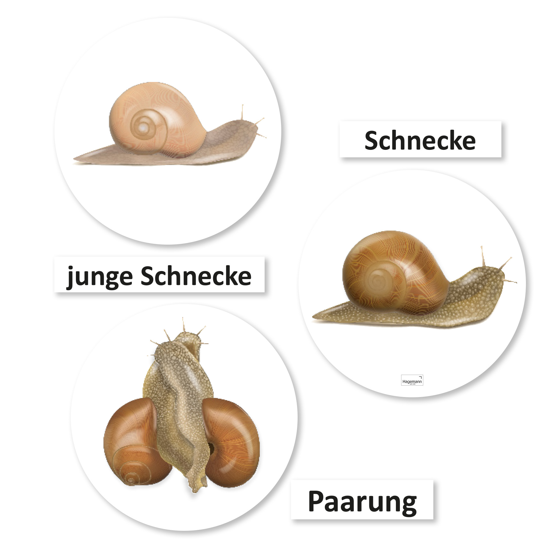 Hagemann Magnetbilder Leben und Lebenszyklus der Schnecke