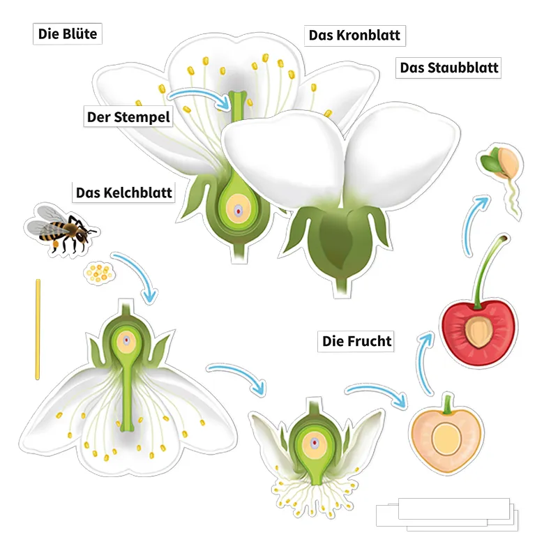 Hagemann Kirschblüte: Aufbau, Bestäubung, Befruchtung, magnetisch, 31-tlg.