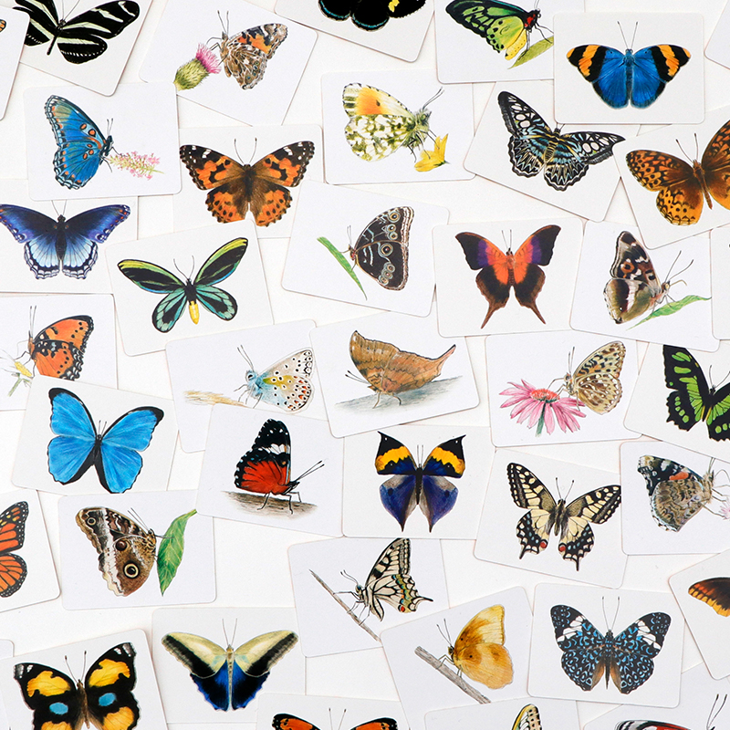 Schmetterlinge und ihre Flügel – Ein Memo-Spiel