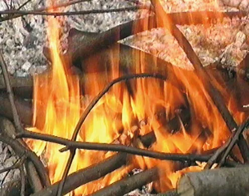 DVD-Lehrfilm Kohlenstoff - Ein natürlicher Kreislauf