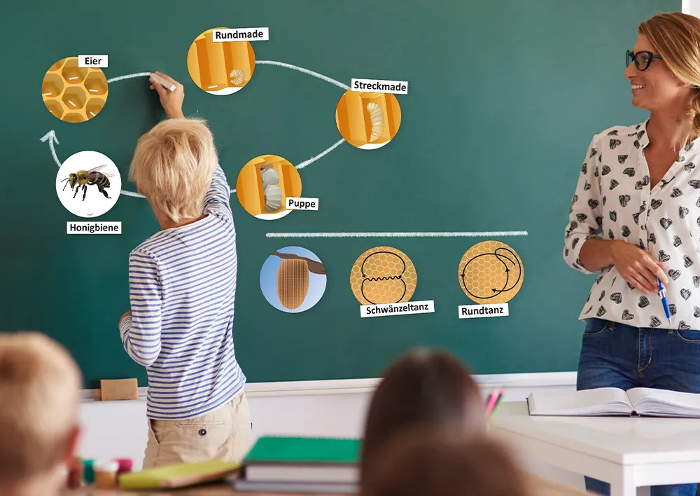 Lebenszyklus und Kommunikation der Honigbiene (magnetisch)