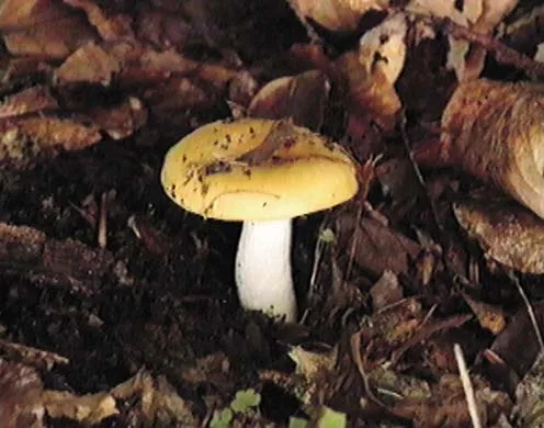 DVD-Lehrfilm Systematik der Lebewesen