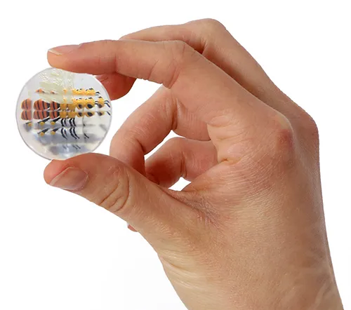 Hagemann Forscherkoffer Schmetterlings-Zucht