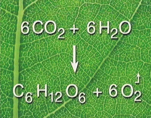 DVD-Lehrfilm Kohlenstoff - Ein natürlicher Kreislauf