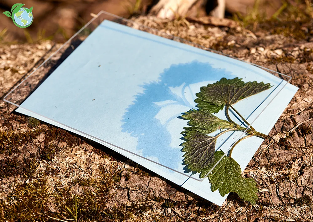 Foto-Solarpapier mit Fixierscheibe (40 Blatt 17,8 x 12,7 cm)