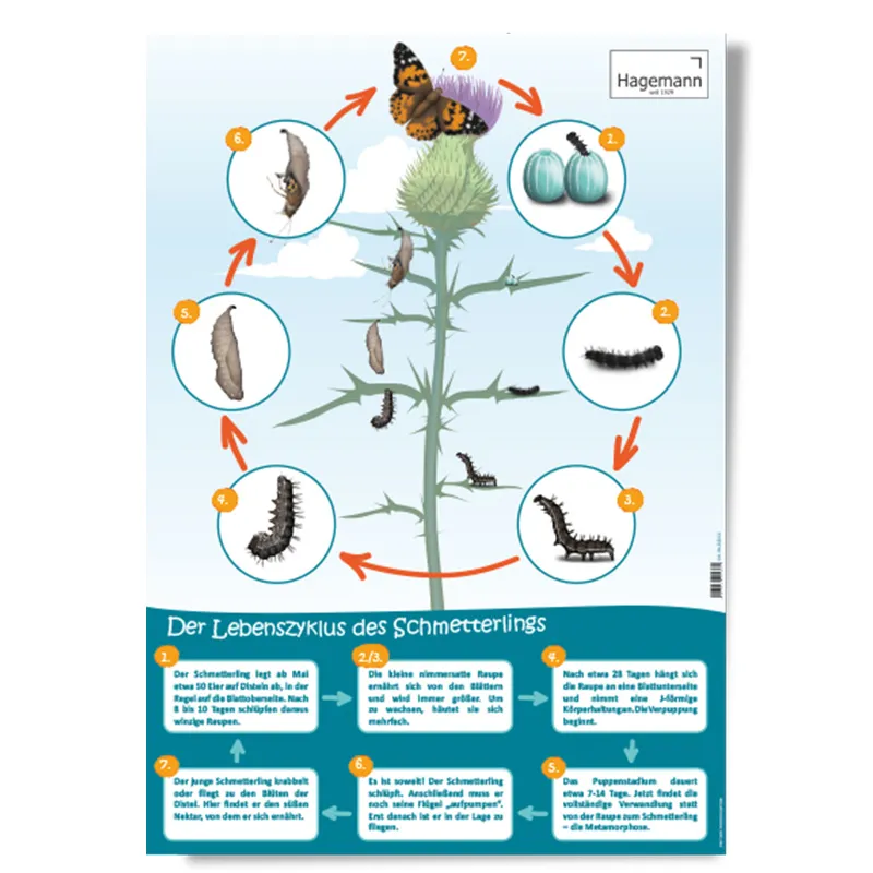 3er-Set Lebenszyklus-Poster