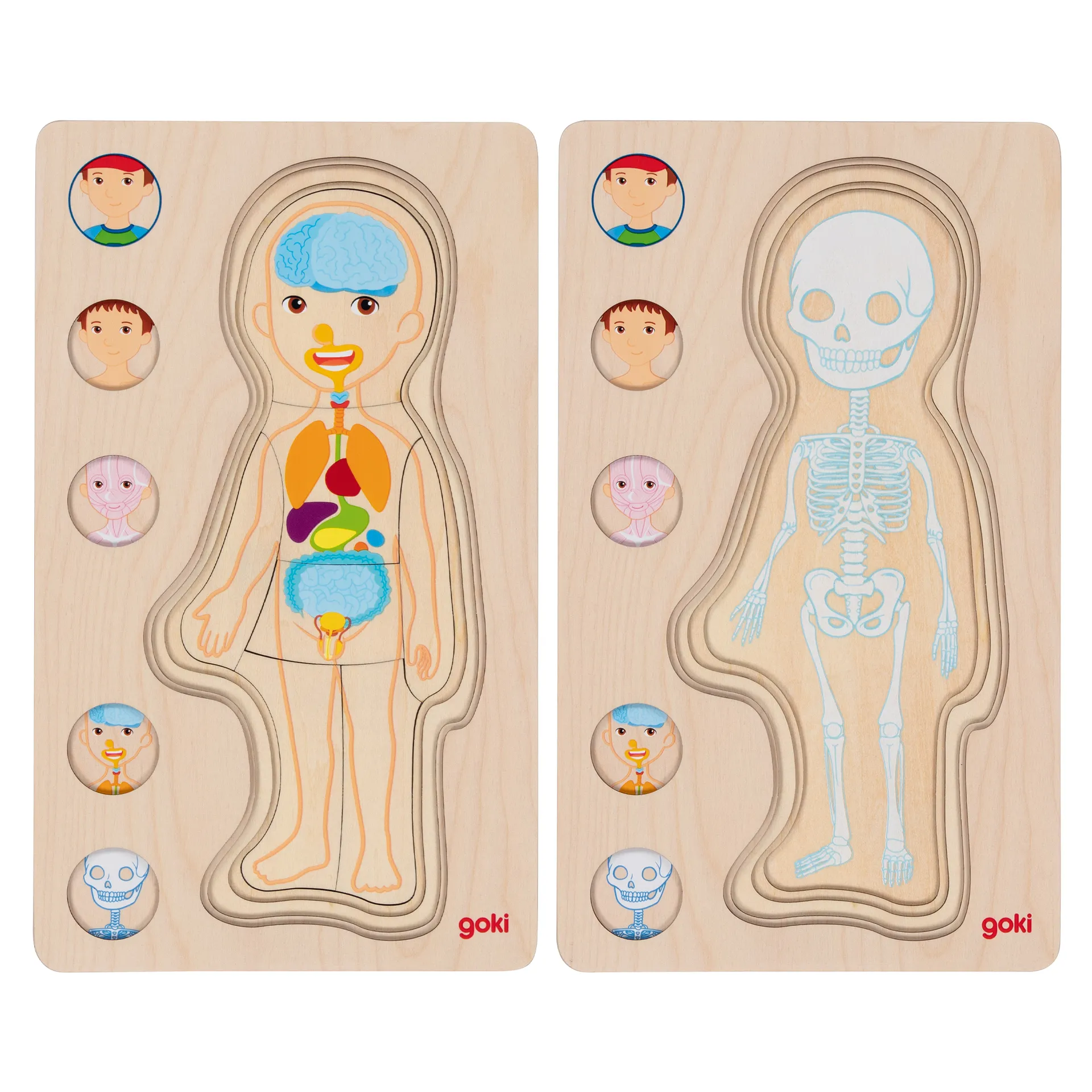 Schichtenpuzzle Anatomie Junge