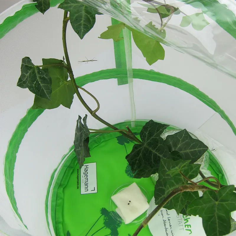 Hagemann Zuchtset Stabschrecken