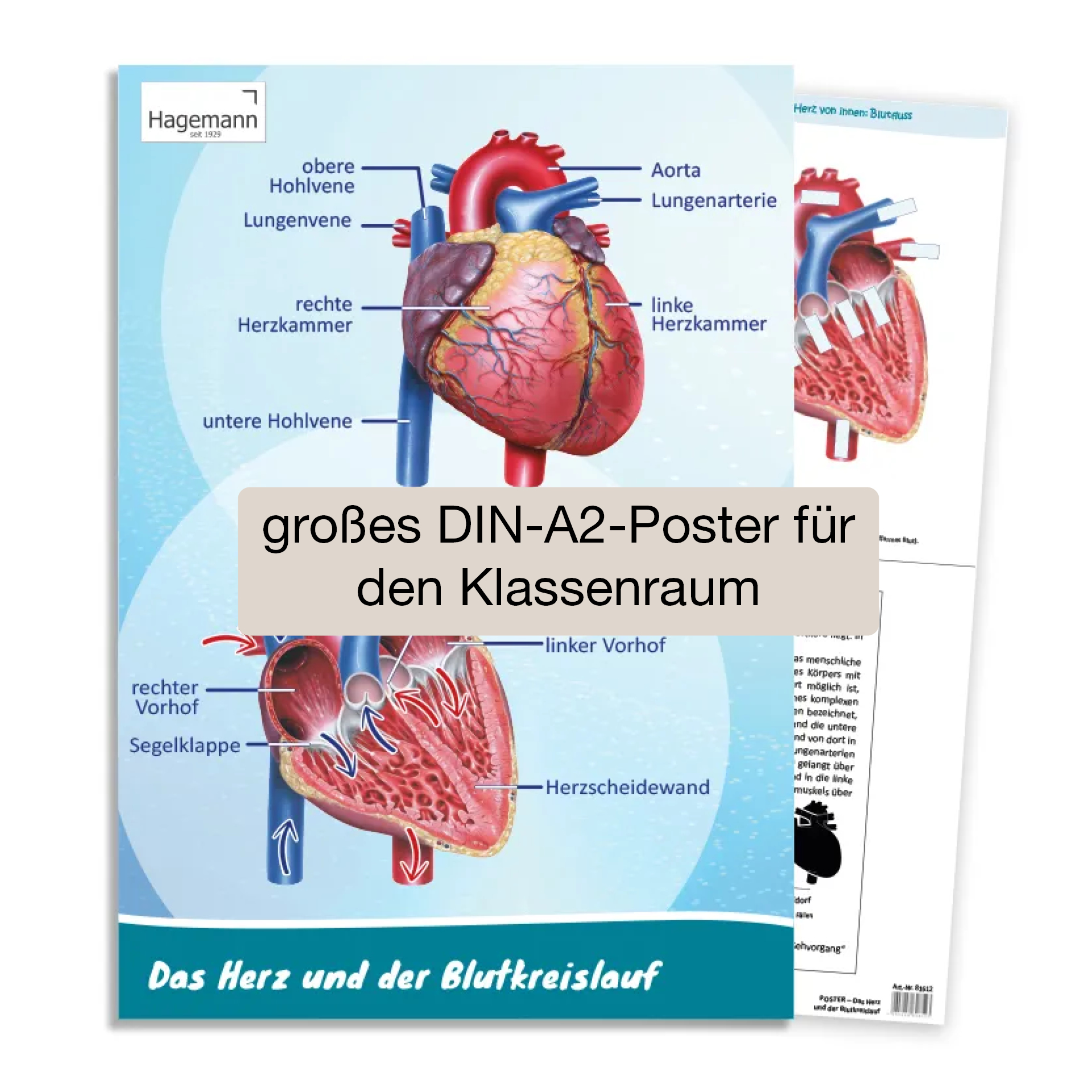 Hagemann Poster  Das Herz von innen und außen