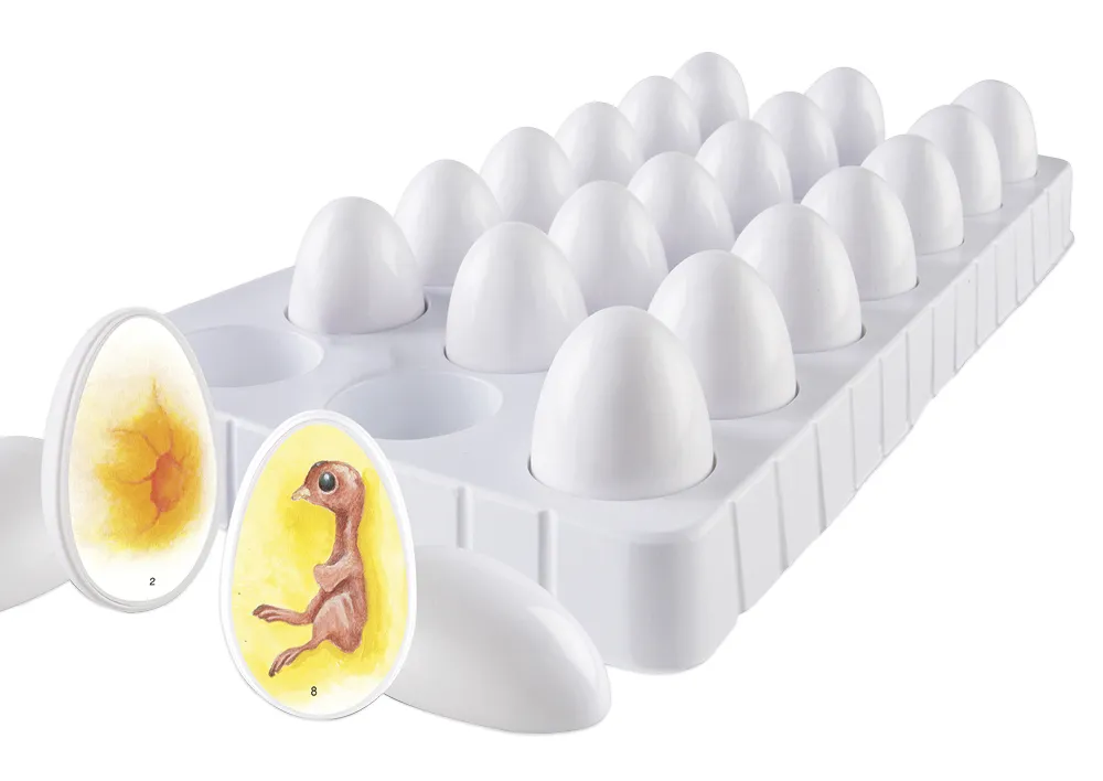 Entwicklungszyklus Küken