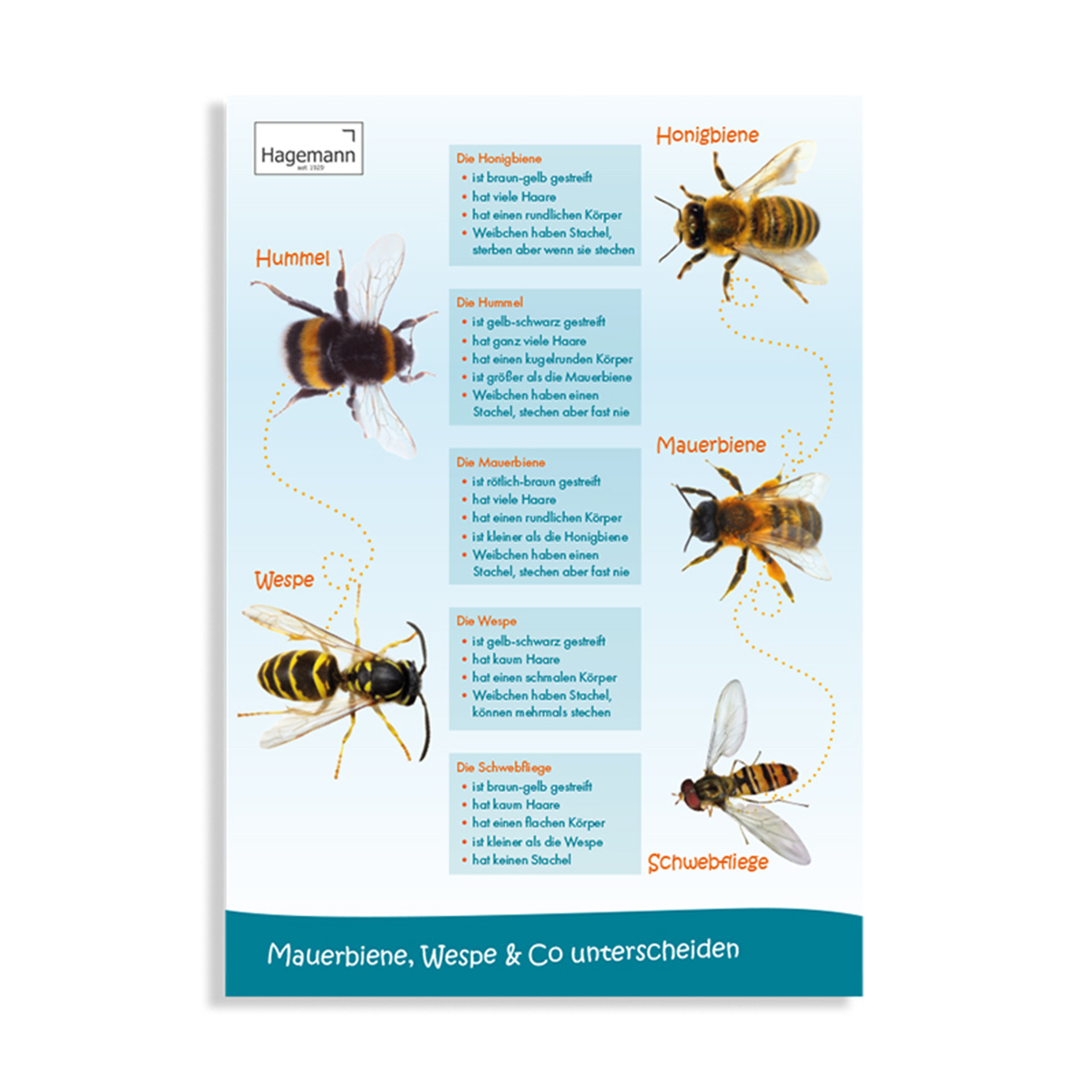 Sparset Bienenposter, 3-tlg.