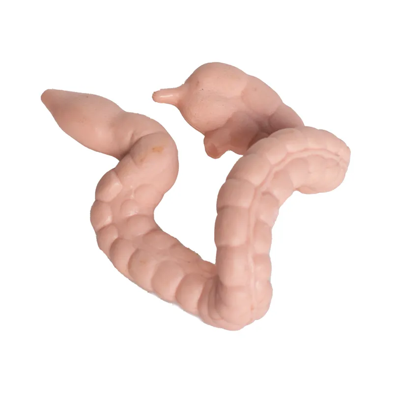 Hagemann Organe des Menschen (Modelle), 8-tlg.