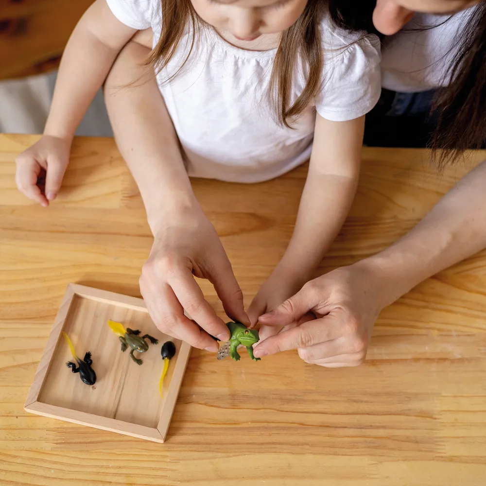 TimeTEX Lebenszyklus eines Frosches, in Holzbox "Montessori Premium"