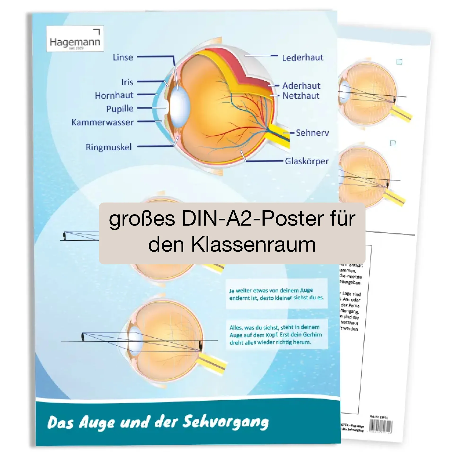 Hagemann Poster  Das Auge und der Sehvorgang